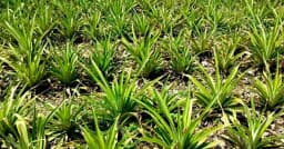 সালথায় আনারস চাষে নতুন দিগন্ত, ৮ বিঘায় ৮০ হাজার চারা রোপণ