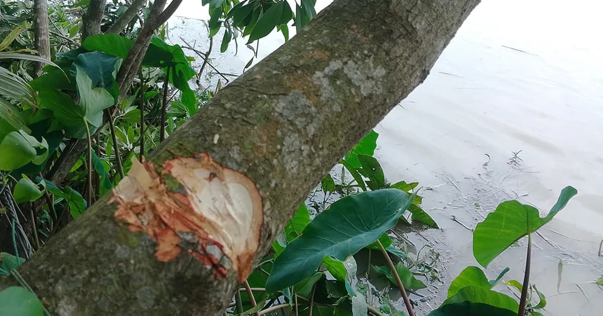 জিয়ানগরে ফলজ গাছ কাটার অভিযোগ, ৫০ হাজার টাকার ক্ষতি