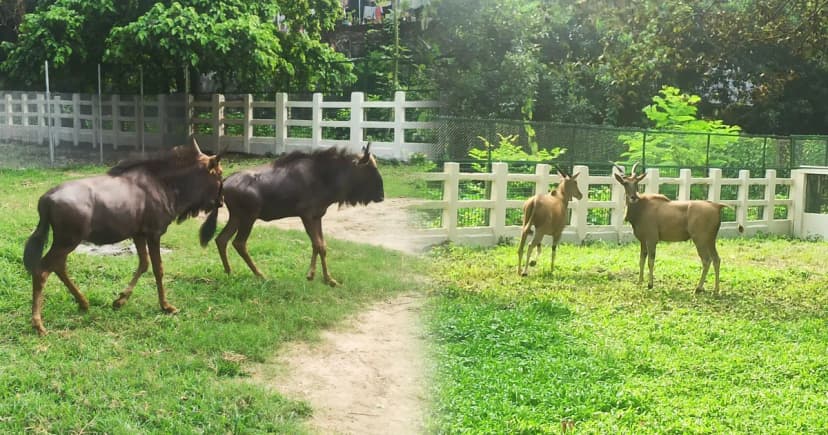 চিড়িয়াখানায় দর্শনার্থীদের জন্য নতুন আকর্ষণ