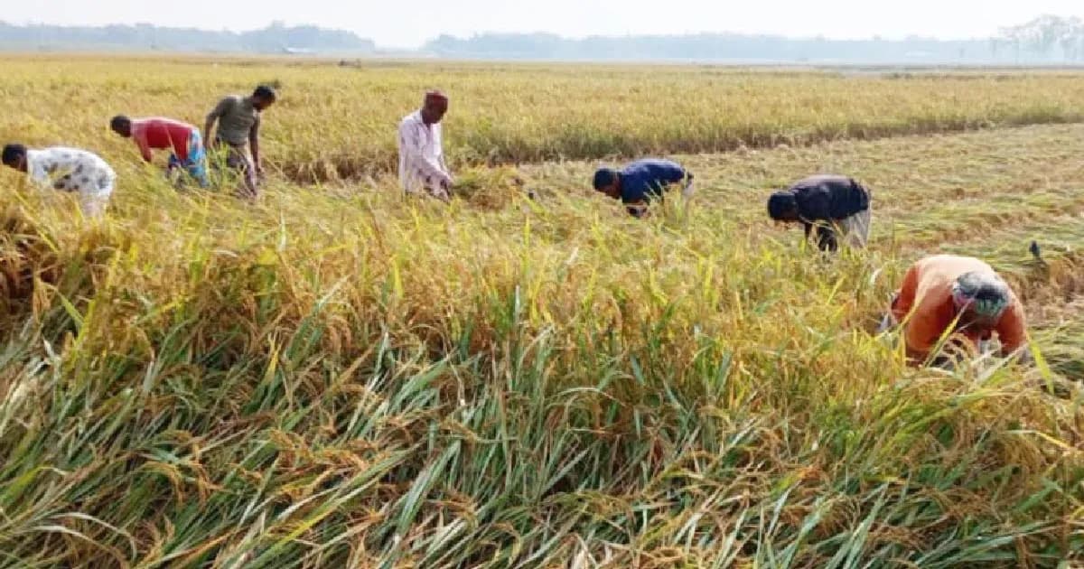 কিশোরগঞ্জে ধান কাটা ও মাড়াইয়ে ব্যস্ত কৃষকরা