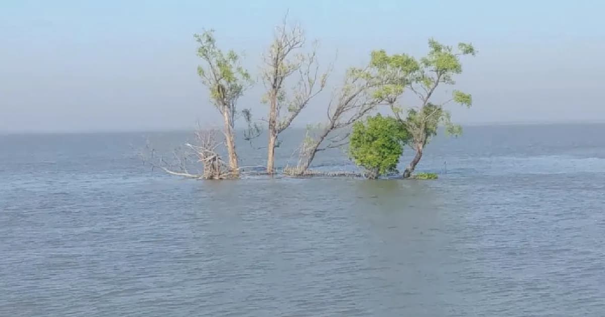 মাঠ পর্যবেক্ষণে দেখা দিল সুন্দরবনের বর্তমান সংকট