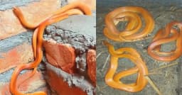 হঠাৎ বাংলাদেশে কীভাবে বাড়ছে বিরল কমলাবতী সাপ?