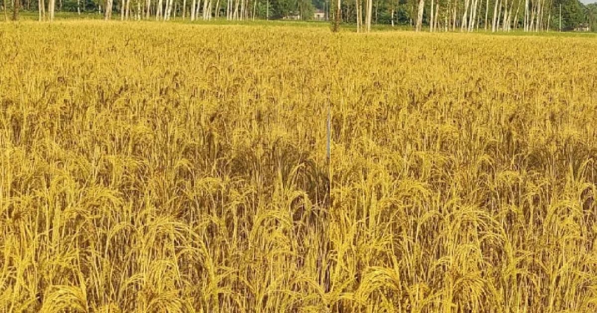 ধানে বিষ স্প্রে করে ৫ লাখ টাকার ক্ষতি: পীরগঞ্জে প্রধান আসামি গ্রেফতার