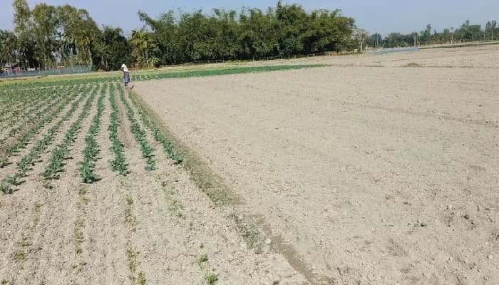 কৃত্রিম সংকটে নন-ইউরিয়া সার, বিপাকে লালমনিরহাটের কৃষকরা
