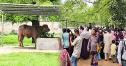 চিড়িয়াখানায় দেয়ালবন্দি ‘ডোনাল্ড ট্রাম্প’ দেখতে দর্শনার্থীদের উপচে পড়া ভিড়