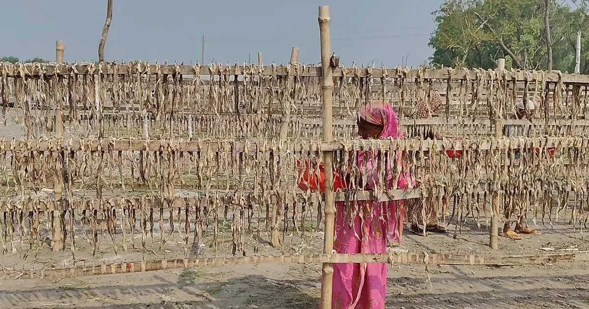 শুটকি উৎপাদনে ব্যস্ত শ্রমিকরা