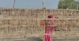 শুটকি উৎপাদনে ব্যস্ত শ্রমিকরা