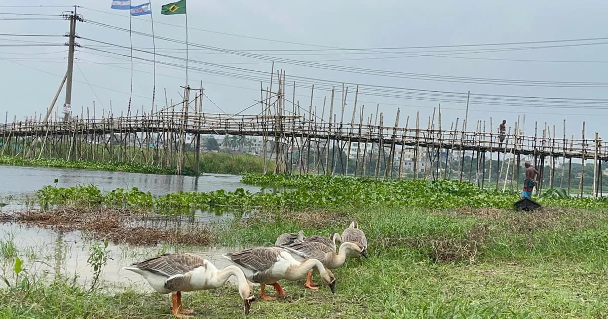 ধামরাই-সিঙ্গাইর সংযোগে সেতুর অভাবে দুর্ভোগে ৩০ গ্রামের মানুষ