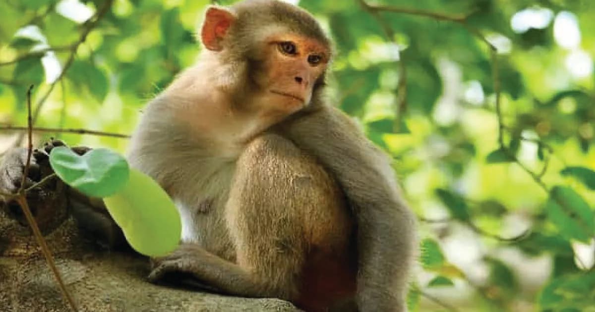 বানরের উৎপাত ঠেকাতে সিলেটে মসজিদে মসজিদে চিঠি