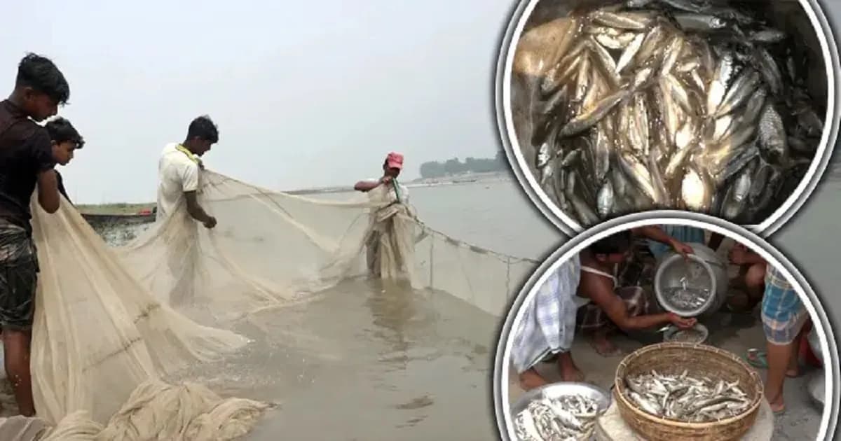 জামালপুরে কমছে দেশি মাছ, বিপাকে হাজারো জেলে