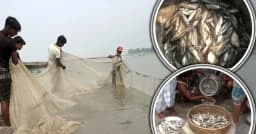 জামালপুরে কমছে দেশি মাছ, বিপাকে হাজারো জেলে