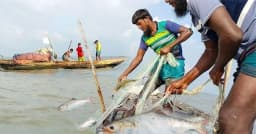 আজ থেকে জাটকা ধরায় নিষেধাজ্ঞা শুরু