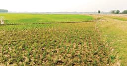 মৌলভীবাজারে সেচ সংকট, বোরো আবাদ ব্যাহত, দুশ্চিন্তায় ৬০ হাজার কৃষক