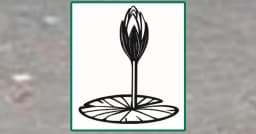 এনসিপির শাপলা কলি প্রতীকের স্কেচ ওয়েবসাইটে যুক্ত করলো ইসি