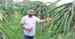 ক্লাস শেষে ড্রাগন বাগানে ছুটে যান শিক্ষক, আয় ১৪ লাখ