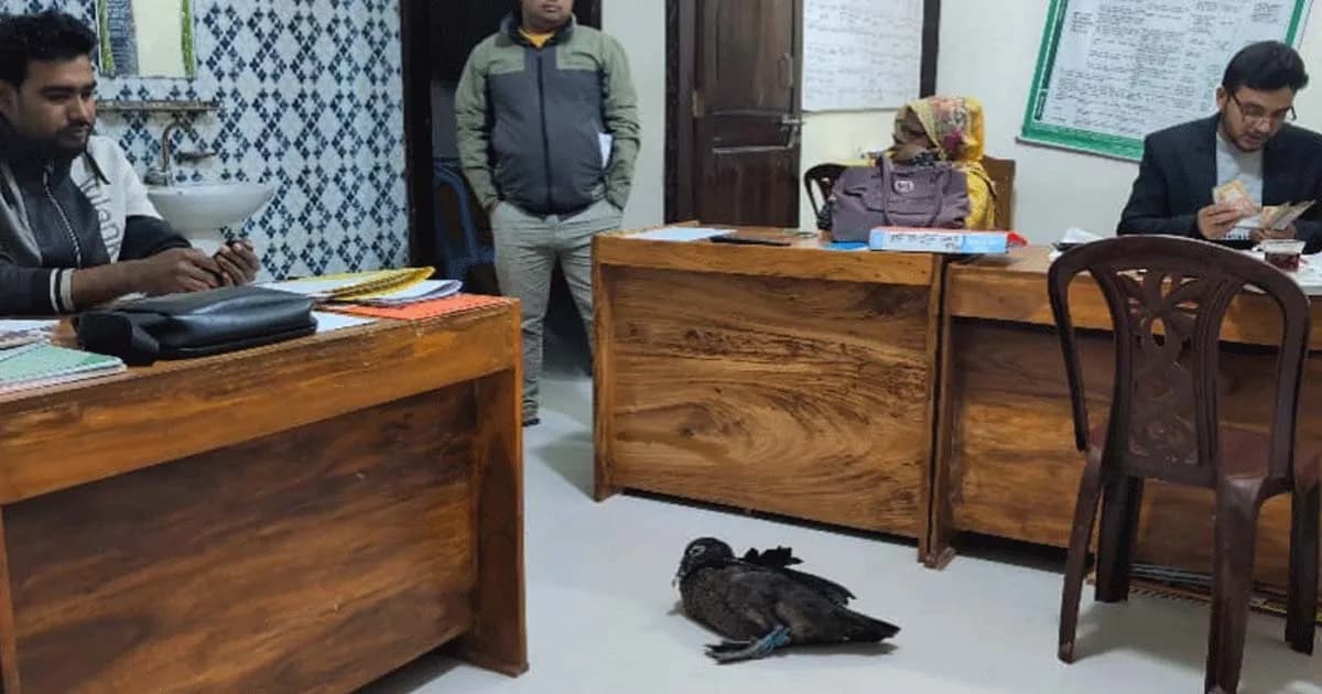 কিস্তির টাকা না পেয়ে হাঁস নিয়ে গেলেন এনজিও কর্মী