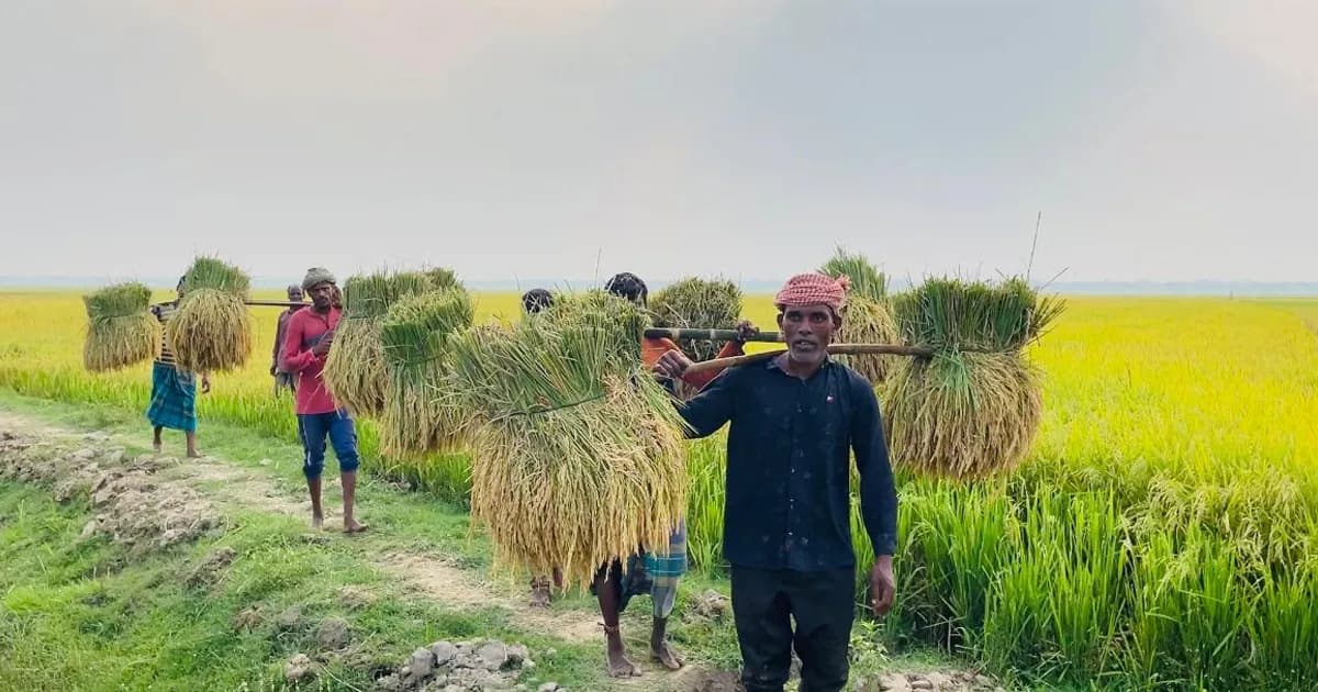 বৈশাখের ভোরেই কুলাউড়ার হাওরে বোরো ধান কাটার ধুম