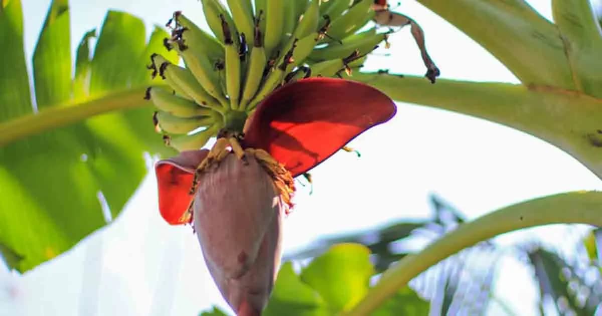 কলার মোচা স্বাস্থ্যগুণে ভরপুর এক অনন্য সবজি