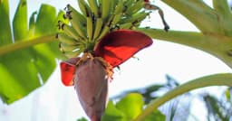 কলার মোচা স্বাস্থ্যগুণে ভরপুর এক অনন্য সবজি