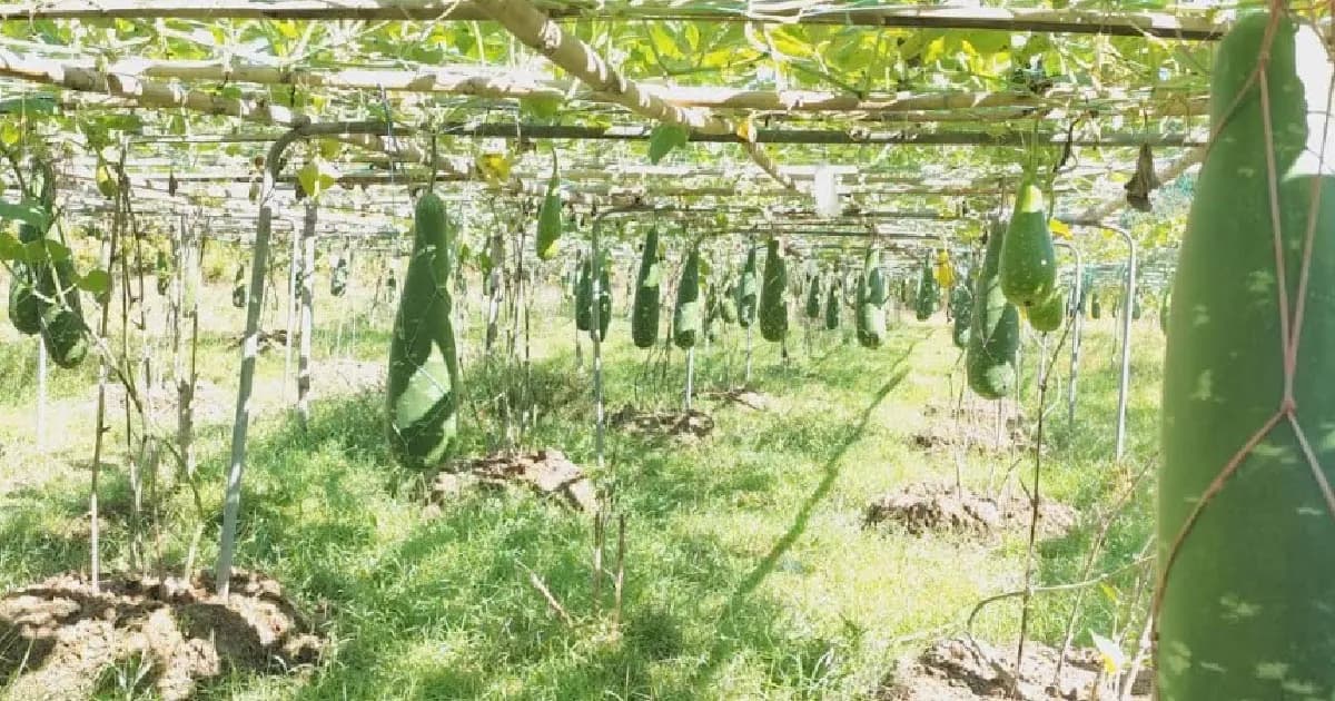 বারি-৪ লাউ চাষে সফলতা পেল রাইখালী কৃষি গবেষণা কেন্দ্র