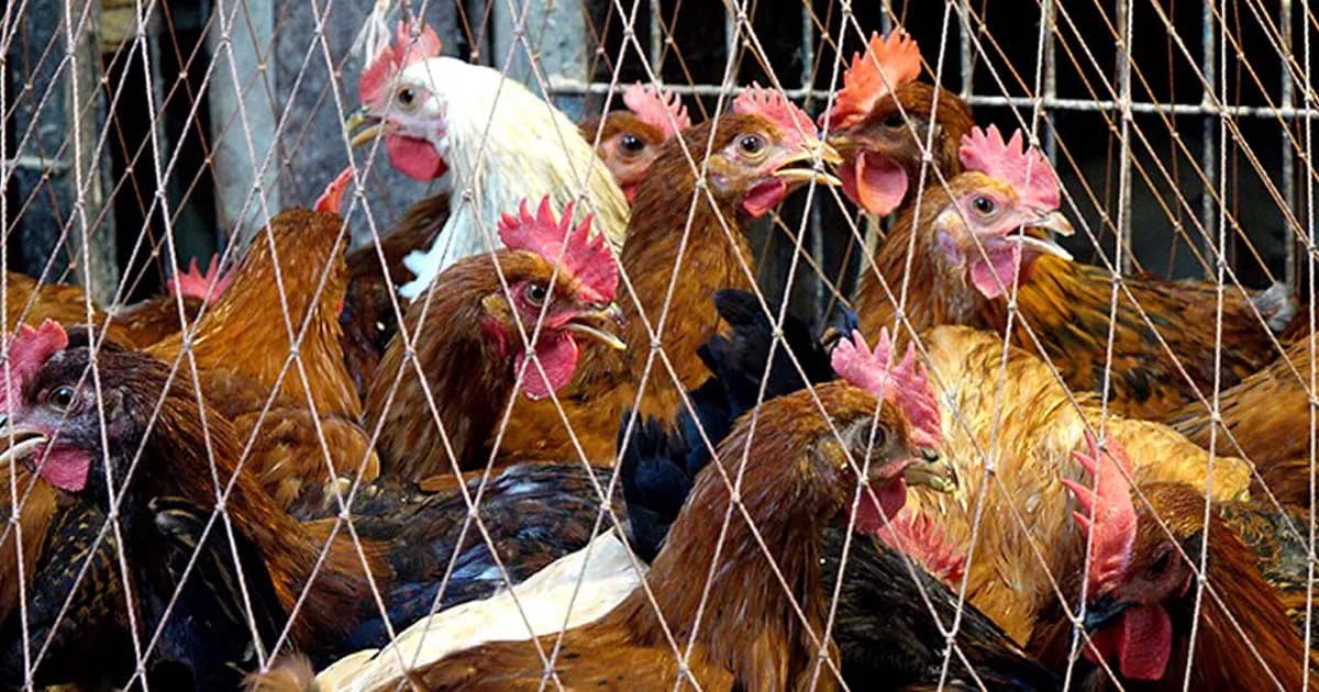 মুরগির দাম কমলেও, খাসি ও গরুর মাংসের দাম অপরিবর্তিত