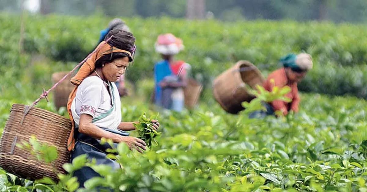 চা শিল্পের সংকট কাটাতে সরকারের ‘বড় পরিকল্পনা’