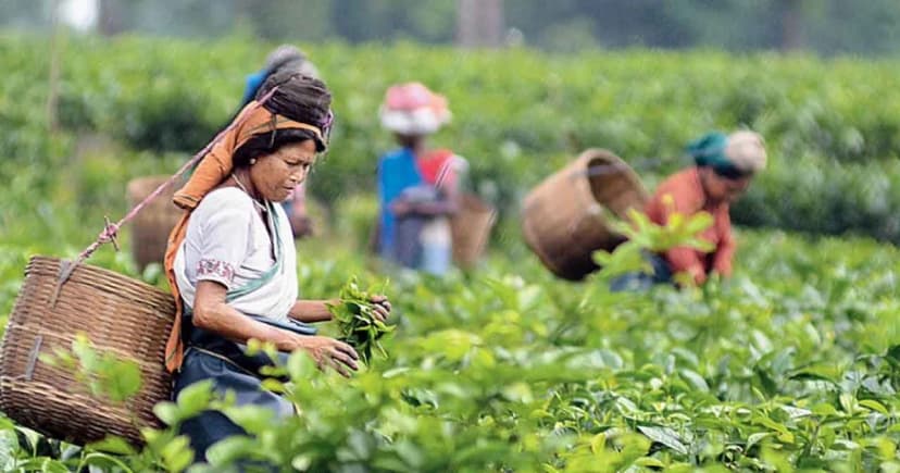 চা শিল্পের সংকট কাটাতে সরকারের ‘বড় পরিকল্পনা’