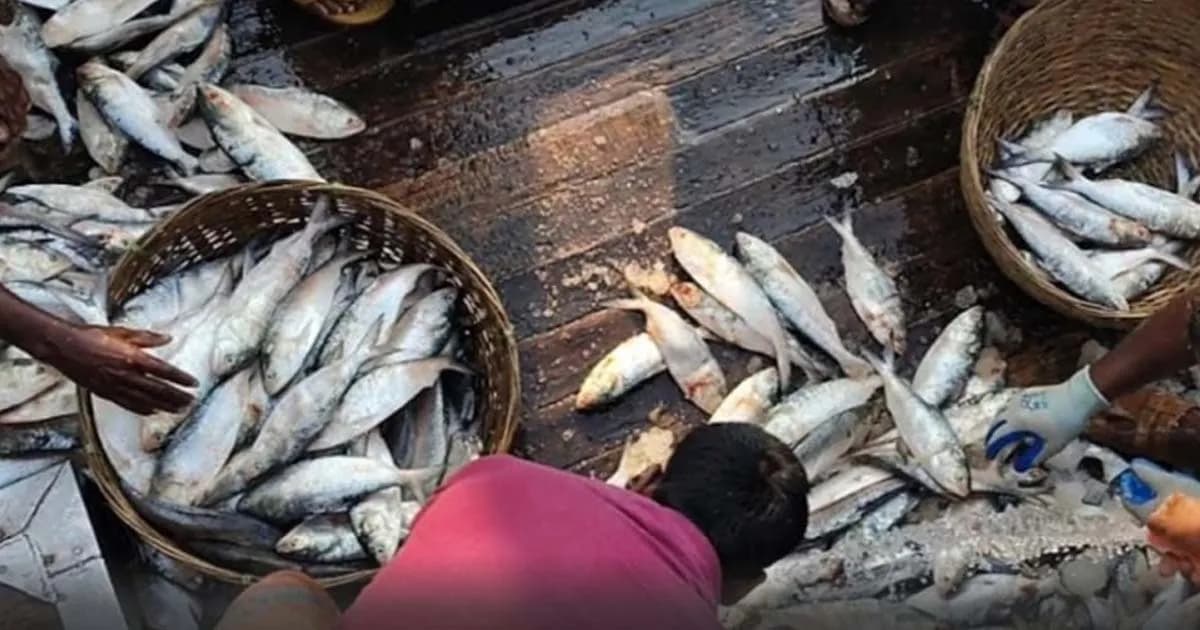 সাগরে এক টানে ৬ টন ইলিশ, বিক্রি ৪০ লাখ