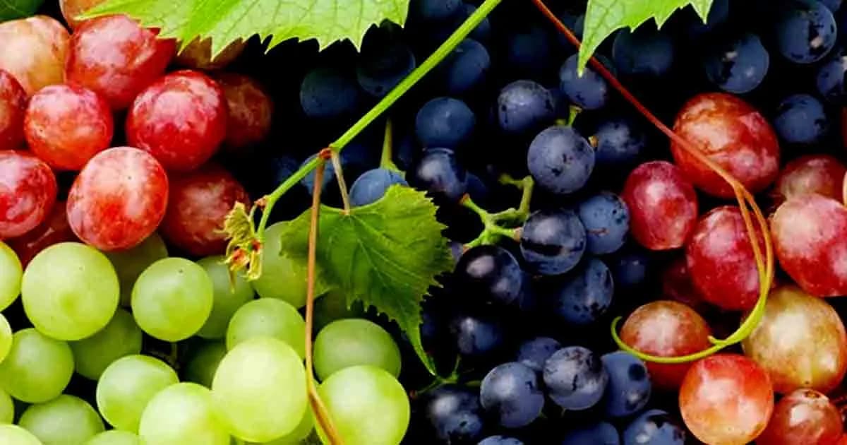 পুষ্টিগুণ তুলনা কোন রঙের আঙুর সবচেয়ে পুষ্টিকর?