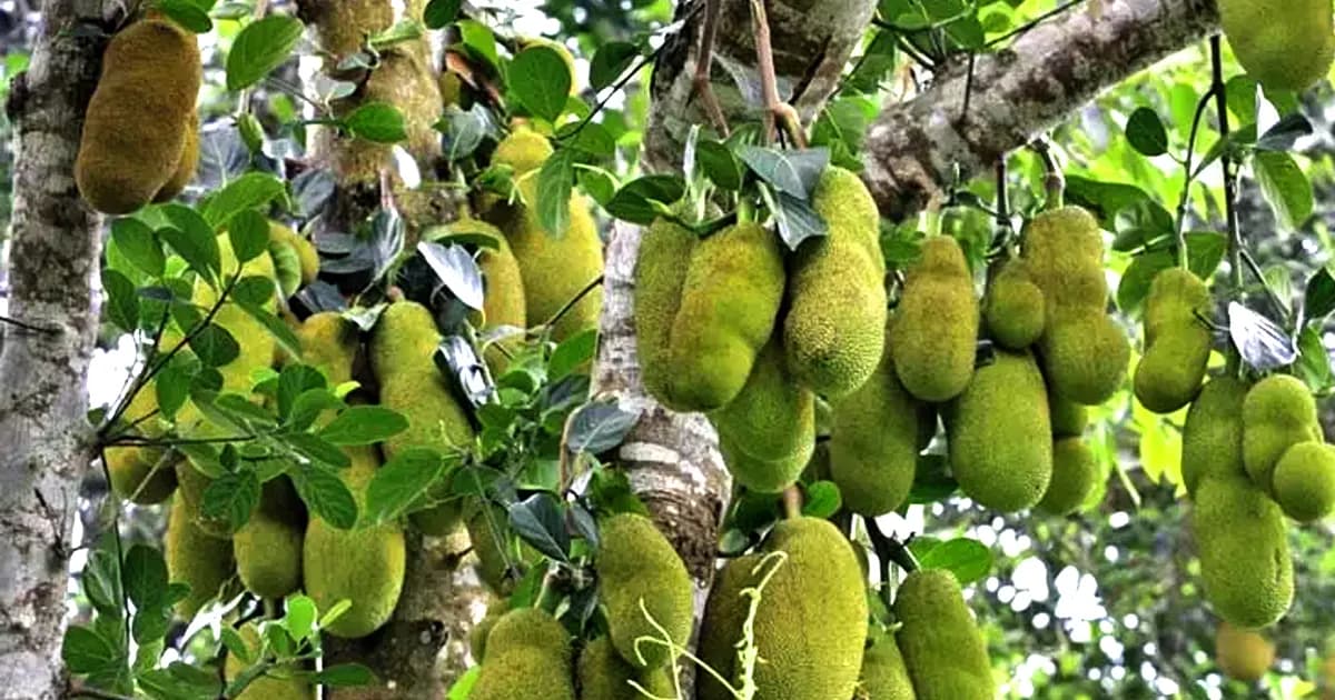 আজ কাঁঠাল দিবস