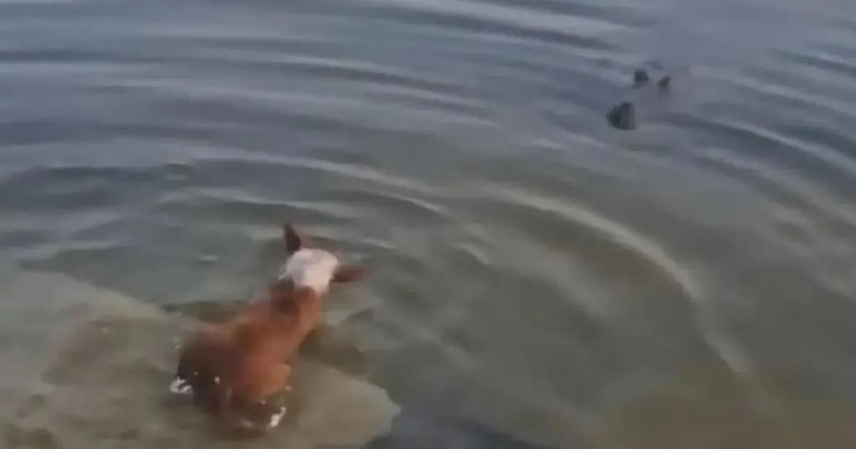 বাগেরহাটে কুমিরের মুখে কুকুর, দুর্ঘটনা নাকি ইচ্ছাকৃত?