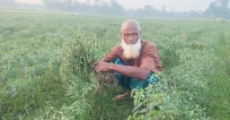 জামালপুরে অজানা রোগে মরছে মরিচগাছ, লোকসানের শঙ্কায় কৃষক