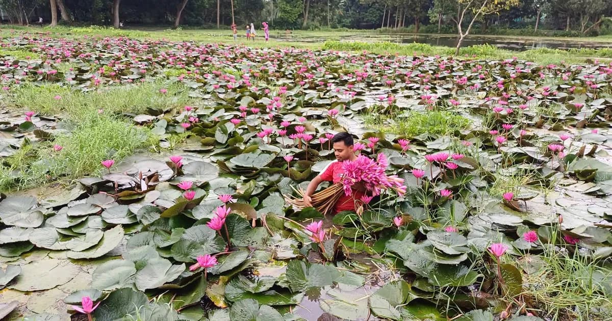 কটিয়াদীর রৌহাডুবি বিলে লাল শাপলার মুগ্ধতা, ছুটছেন প্রকৃতিপ্রেমীরা