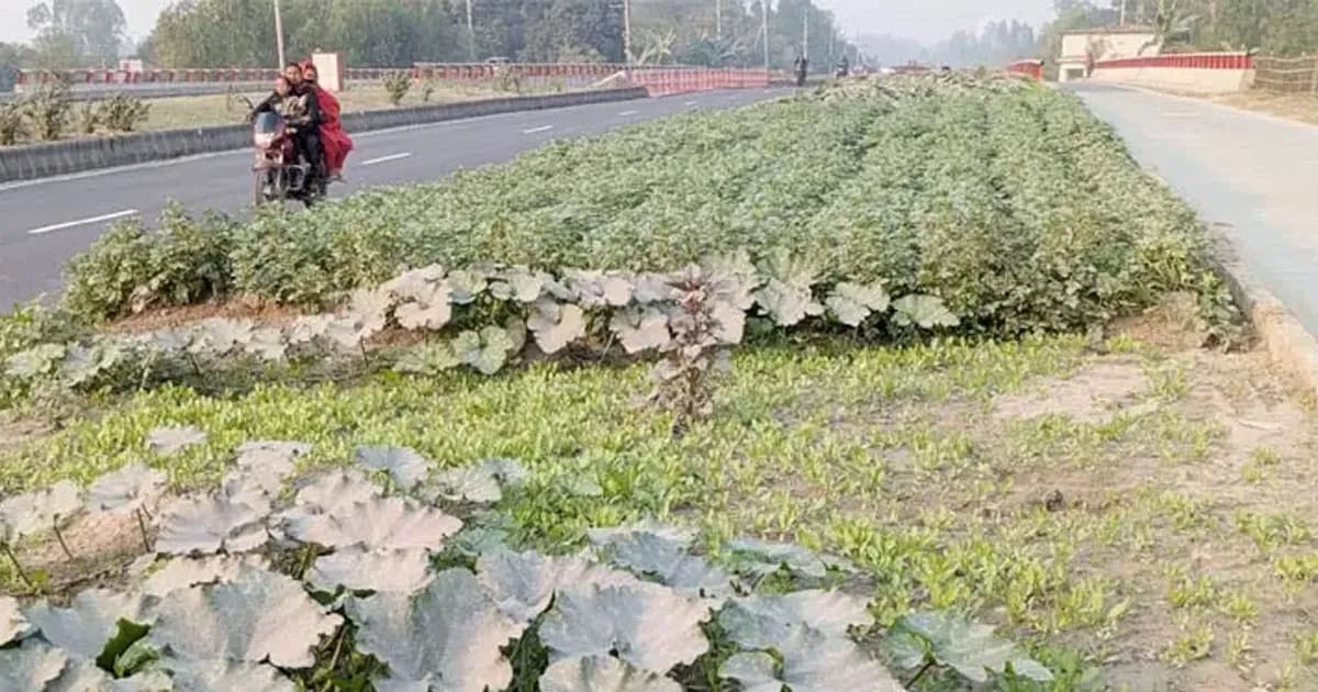 মহাসড়কের বিভাজকে সবজি চাষে চমক, বদলে গেছে গোবিন্দগঞ্জের চিত্র