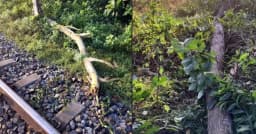 ফেনীতে রেললাইনে গাছ ফেলে নাশকতার চেষ্টা