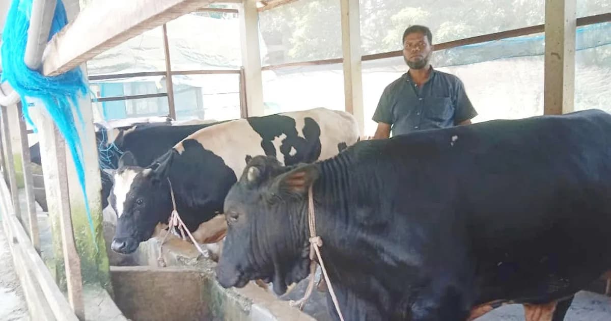 ব্রাহ্মণপাড়ায় কোরবানি ঈদকে ঘিরে প্রস্তুত খামারীরা