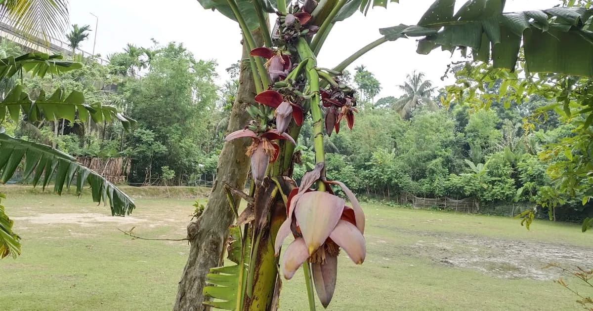 এক ছড়ায় ১২টি কলার মোচা, ঝালকাঠিতে ‘বিস্ময়কর’ কলাগাছ দেখতে ভিড়