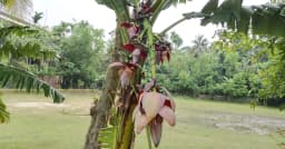 এক ছড়ায় ১২টি কলার মোচা, ঝালকাঠিতে ‘বিস্ময়কর’ কলাগাছ দেখতে ভিড়