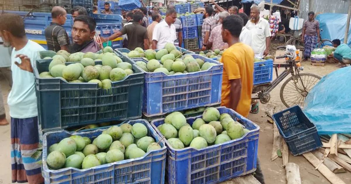 কালীরহাটে প্রতিদিন দেড় থেকে দুই কোটি টাকার আম বেচাকেনা