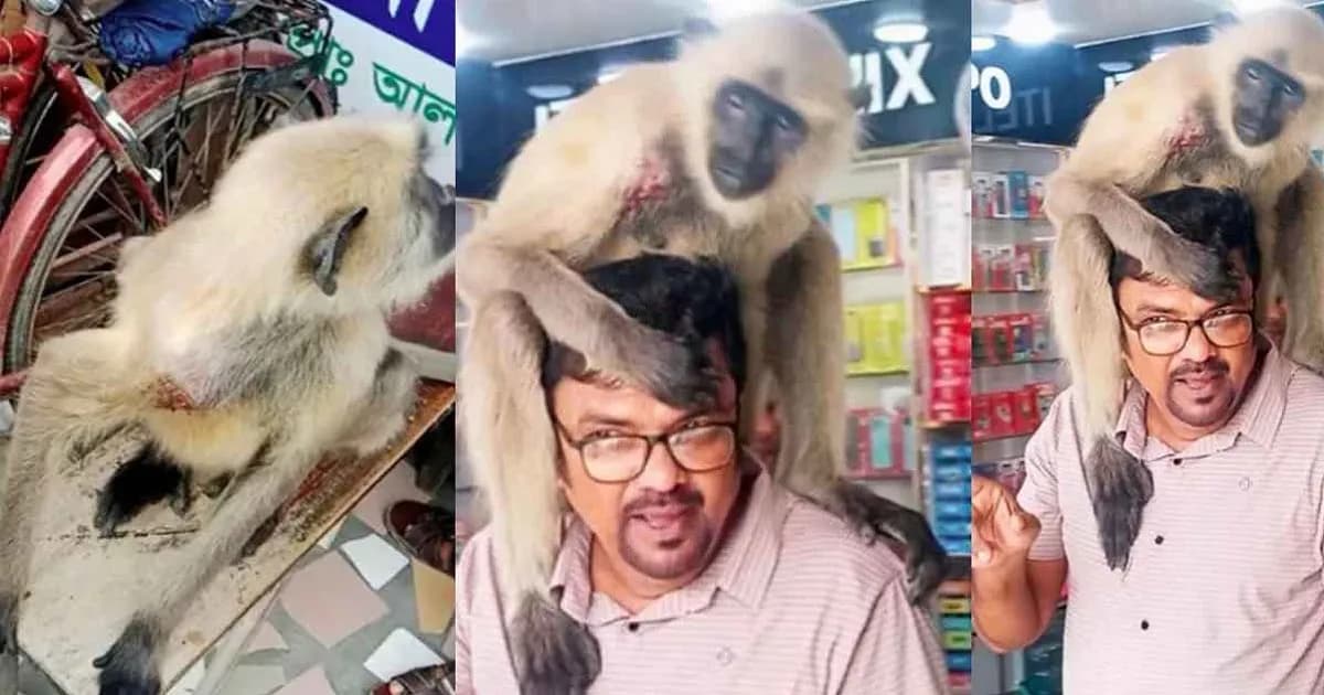কাঁধের ক্ষত নিয়ে নিজেই ফার্মেসিতে এসে চিকিৎসা নিল হনুমান