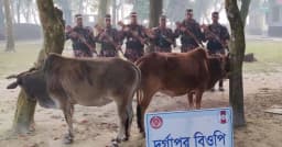বিজিবির অভিযানে লালমনিরহাট সীমান্তে ফেনসিডিলসহ গরু উদ্ধার