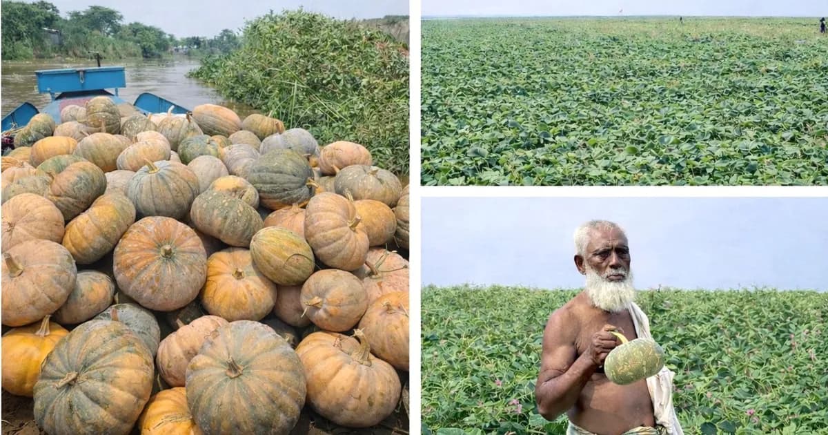 মৌলভীবাজারে মিষ্টি কুমড়ার বাম্পার ফলন, কৃষকের মুখে হাসি