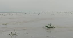 উজানের ঢল ও ভারী বৃষ্টিতে তিস্তার পানি বৃদ্ধি