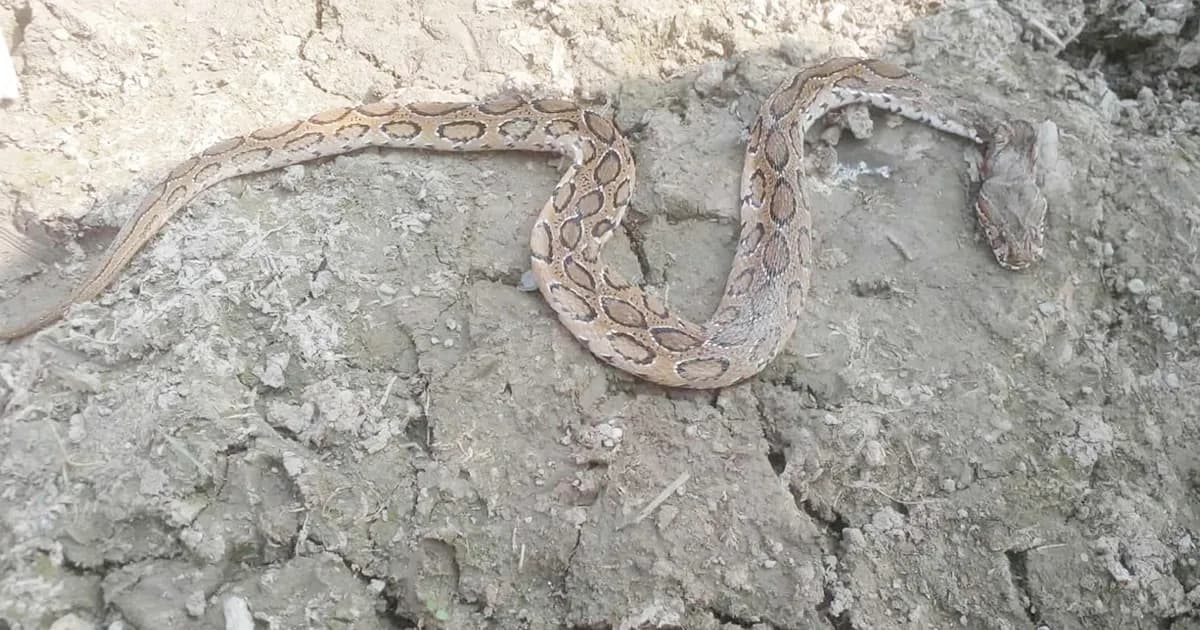 রাজবাড়ীতে রাসেলস ভাইপারের কামড়ে কৃষকের মৃত্যু