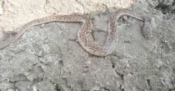 রাজবাড়ীতে রাসেলস ভাইপারের কামড়ে কৃষকের মৃত্যু