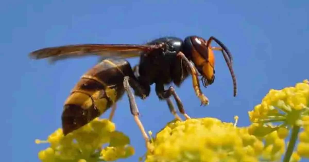 মৌমাছির বিষে এক ঘণ্টায় ধ্বংস ব্রেস্ট ক্যানসারের কোষ