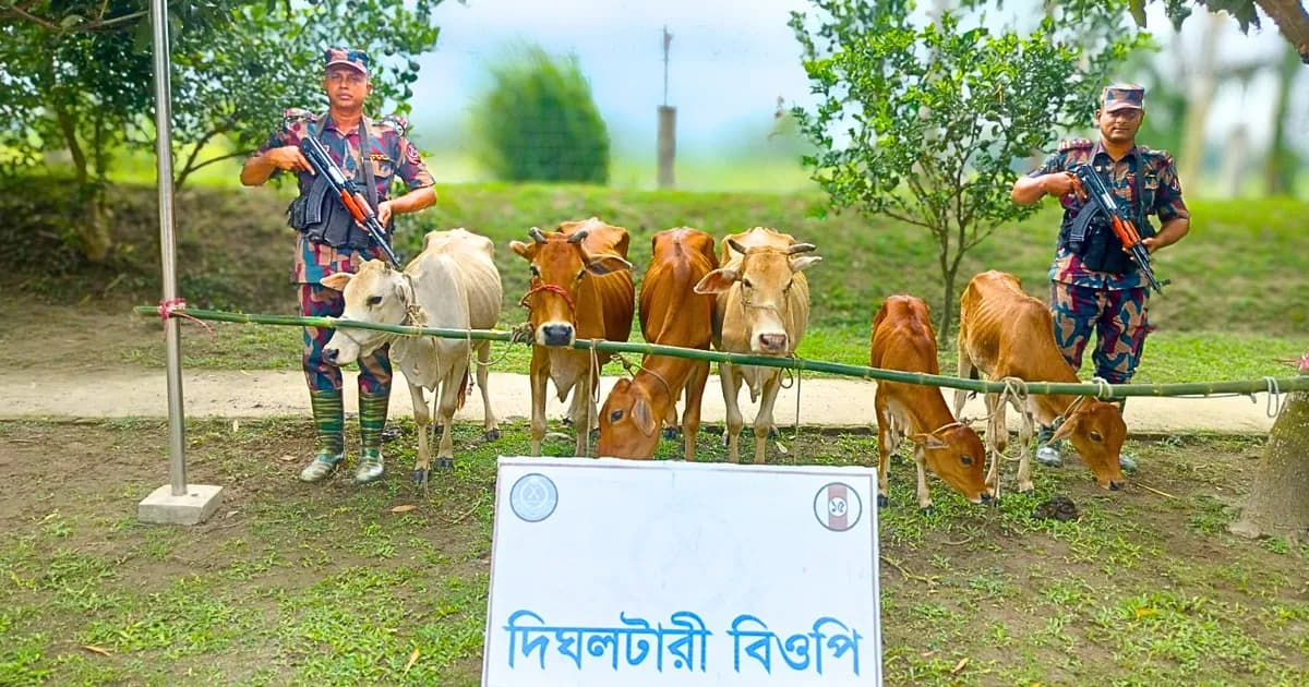 লালমনিরহাট সীমান্তে বিজিবির অভিযানে ৬ ভারতীয় গরু জব্দ