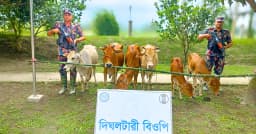 লালমনিরহাট সীমান্তে বিজিবির অভিযানে ৬ ভারতীয় গরু জব্দ