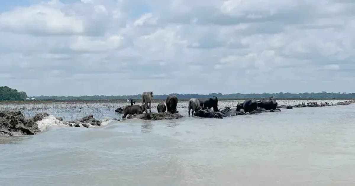 মহিষ চরাতে গিয়েও দিতে হচ্ছে চাঁদা