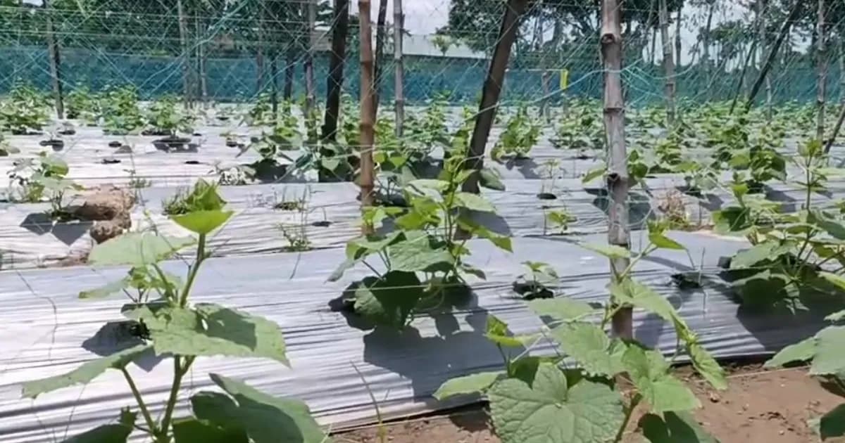 লালমনিরহাটে আধুনিক পদ্ধতিতে সবজি চাষে ঝুঁকছেন কৃষক